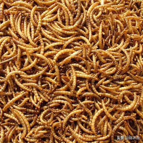 黄粉虫要怎么挑选种虫？和大麦虫的区别在哪？