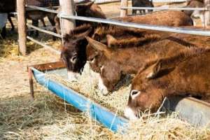肉驴养殖条件(创业养殖肉驴成功的基础条件，你具备多少？综合规划，减少失败)