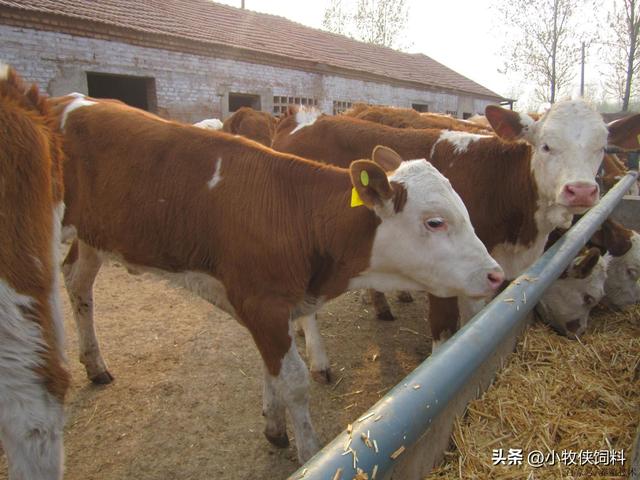 肉牛养殖技术和方法，养肉牛的方法和技术，新手养牛一定要学会！