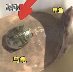 珍珠鳖养殖技术(江苏渔民捕到巨型珍珠鳖，当地人称很罕见，为啥不一定是好事？)