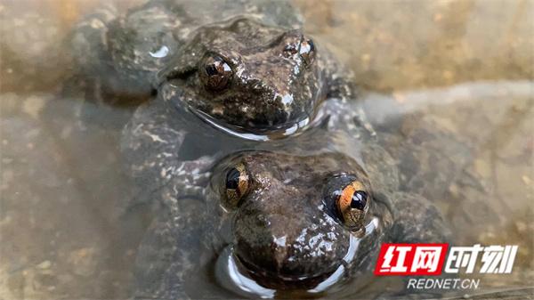 江永：生态石蛙养殖 成致富“金蟾”