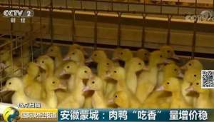 养殖番鸭的利润(量增价稳安徽蒙城肉鸭“吃香”，利润每只达四、五元)