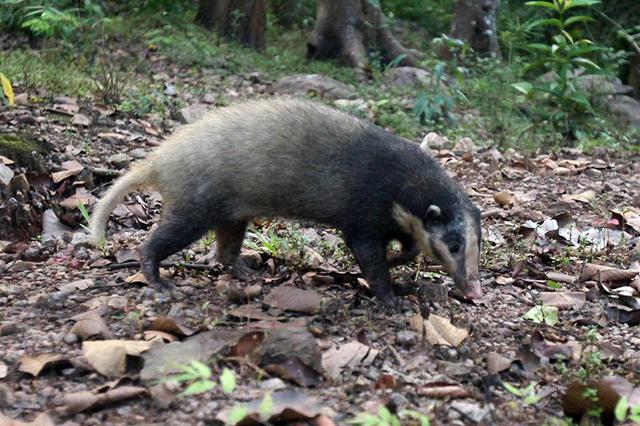 陕西汉中发现猪獾，从山上滚落到沟渠，腿受重伤被围观众人救起