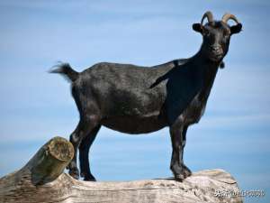 黑羊养殖(黑山羊养殖的基本条件有哪些？和普通山羊相比养殖优势是什么？)