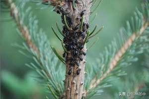 松树虫养殖(四月份，松大蚜开始危害，现在防治好，全年能省不少事儿)