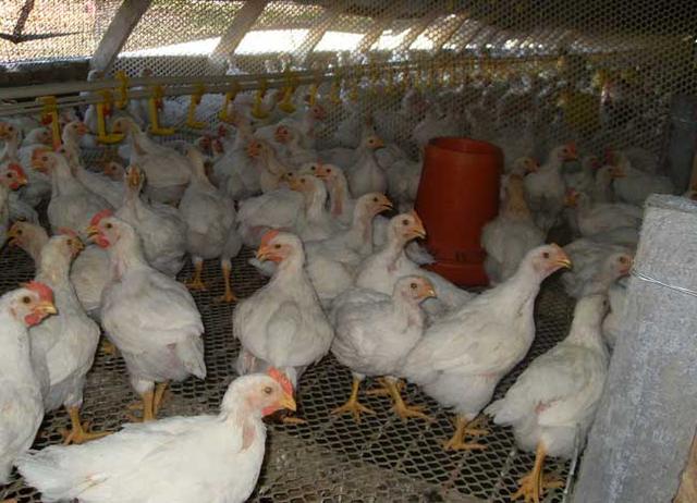 怎样搭建简易的肉鸡养殖大棚？