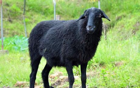 乌骨羊养殖骗局揭秘 每只羊售价6000～18000元不等