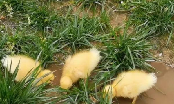 新手养鸭子，需要掌握一些基本的养殖技巧和注意事项