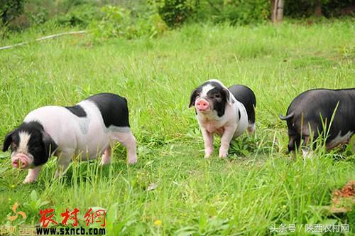 养殖大花白猪如何保胎和留种？