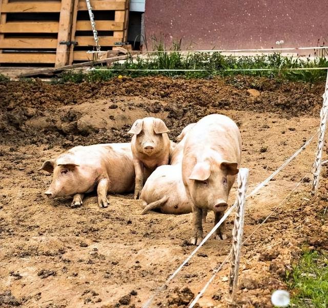 农村为啥禁止散养猪？养了5000年的猪，现在才说污染环境？