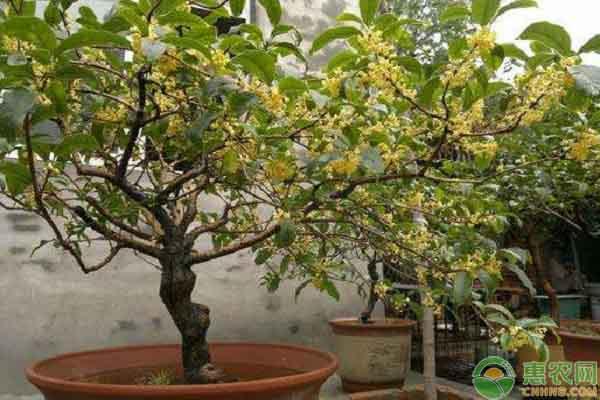 桂花树如何种植？桂花树家庭盆栽养法有哪些？