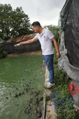 广东龟养殖基地(南沙一合作社专门养龟鳖，一年销售超百万)