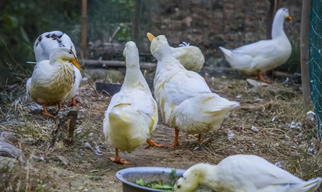 新手养鸭子，需要掌握一些基本的养殖技巧和注意事项