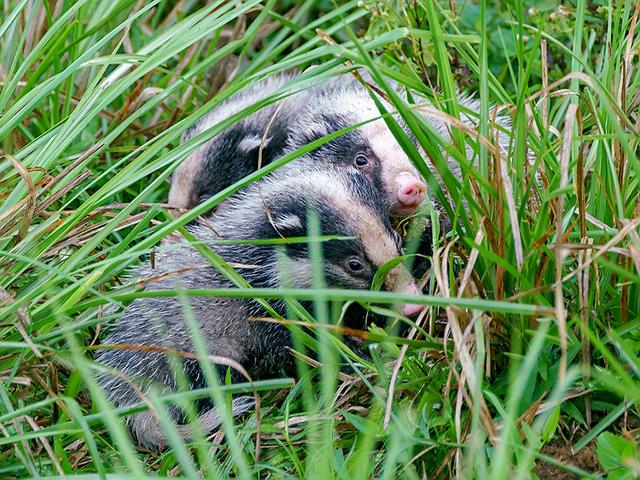 陕西汉中发现猪獾，从山上滚落到沟渠，腿受重伤被围观众人救起