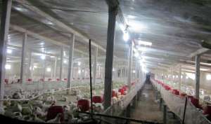 土鸡养殖棚(怎样搭建简易的肉鸡养殖大棚？)
