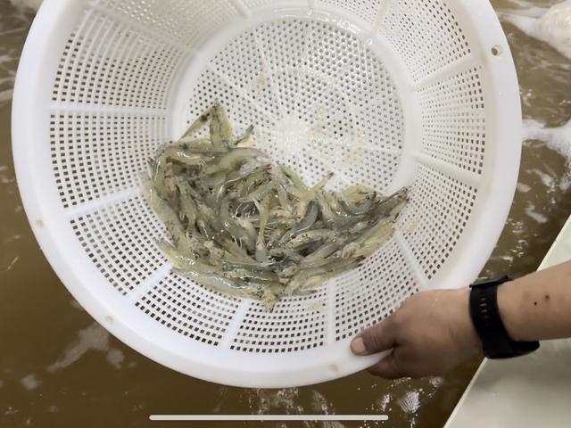 “山城”也能养“海虾”！内陆海产养殖为消费者带来新鲜  为农户增加收入