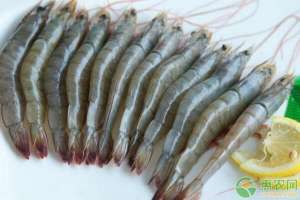 河虾养殖方法(池塘青虾如何养殖？有哪些注意事项？)