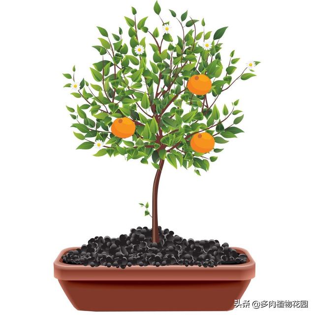 这样养护盆栽橘子树，树茂果多