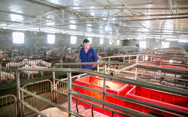 11123个规模猪场已投产！一味地引导规模化养殖真的可行吗？