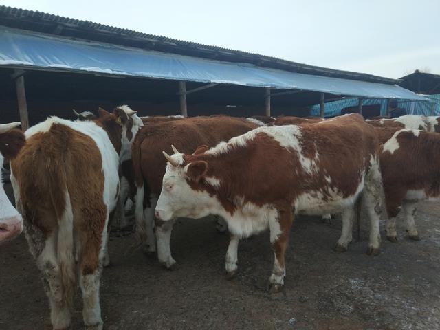 进入冬季之初，中国北方寒区养牛人都想尽各种办法对牛舍进行保暖
