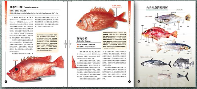 自然博物类好书指南（002）：《菜市场鱼图鉴》