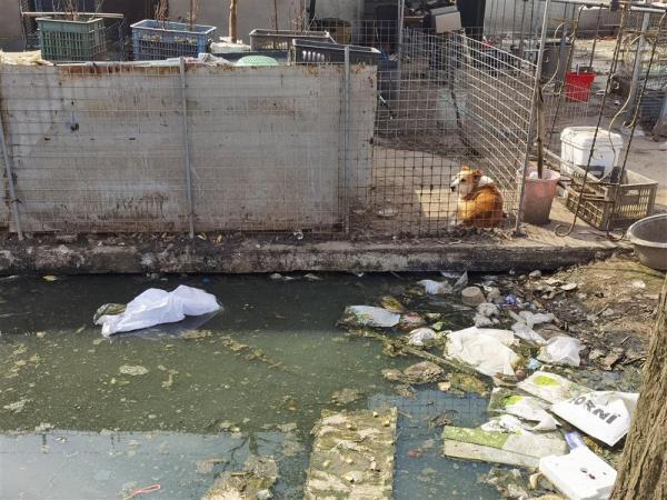 “星期狗”哪儿来的？30多家“犬业基地”扎推上海西南角，污水横流环境不堪
