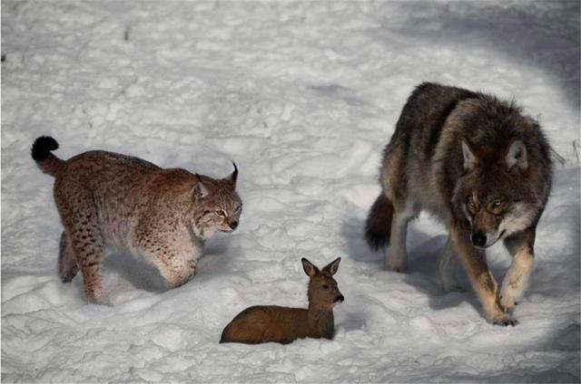 长江源出现猞猁，捕食藏羚羊，偷袭幼狼，1年能吃掉200只野兔