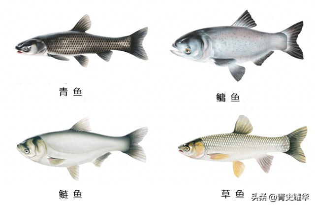 钓友们喜钓的“四大家鱼”之首青鱼，为啥被称为“索命鱼”?