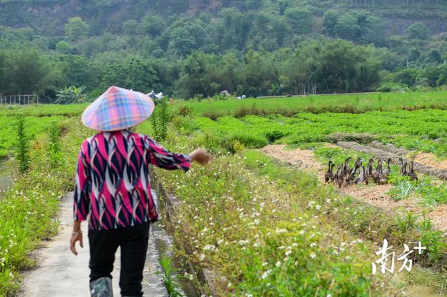 “稻鸭共生”走出一田双收新“稻”路，梅州畲江镇探索生态种养新模式