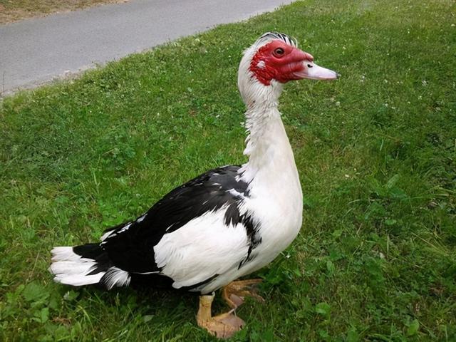 红脸番鸭的正确饲养方式，番鸭孵化中对湿度的要求