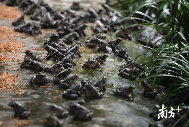 “禁食”令之下的石蛙养殖户：“期待着石蛙行业真正的春天会到来。”