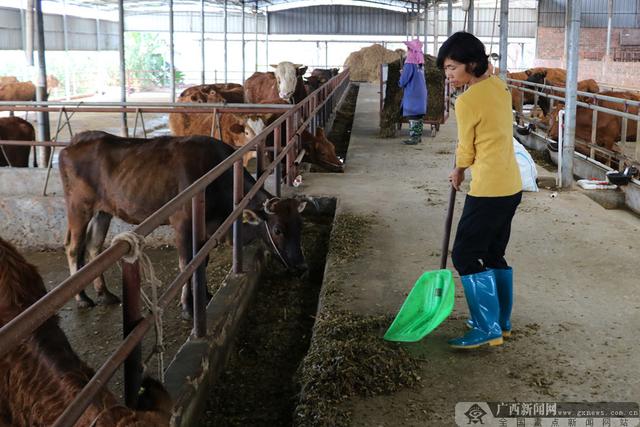 南宁市邕宁区：那旺村养殖肉牛打开“致富门”