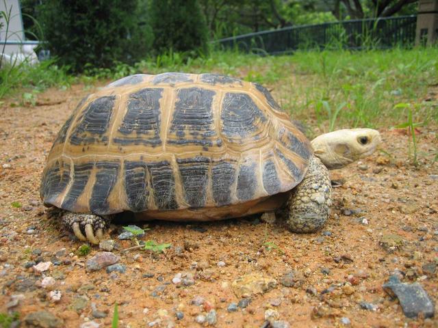 缅甸陆龟的日常饲养