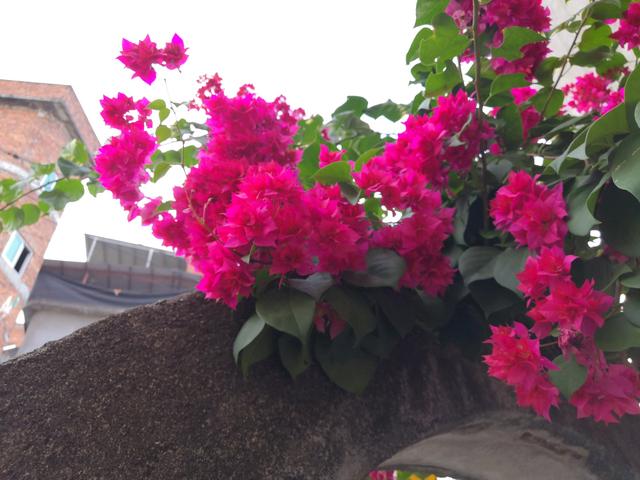 阳台养啥花？养重瓣三角梅吧，花色艳美，养护简单，三季有花看