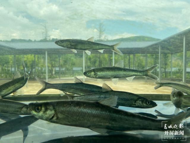 每年可孵化抗浪鱼苗1.2亿尾 昆明这个养殖基地保护着100余种珍稀土著鱼