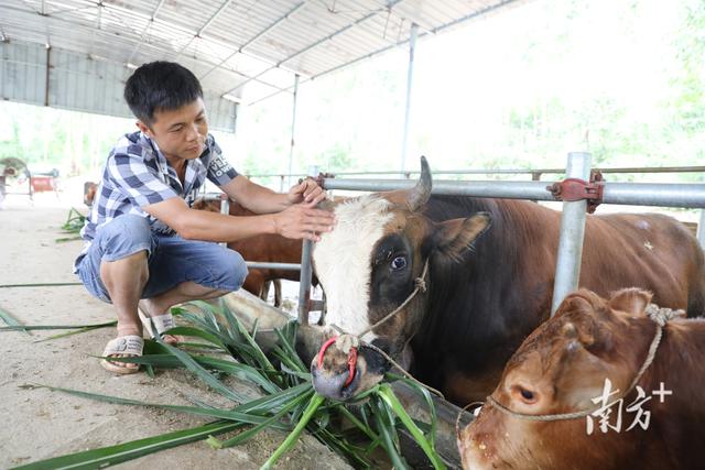 廉江这位“牛人”，以养牛创业，带动周边农户增收致富