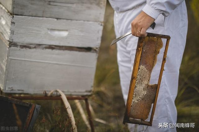 南方蜜蜂养殖技术篇，秋繁1脾变5脾，冬蜜丰收有希望