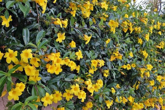夏秋季节开金黄色花朵的黄蝉花，养成盆栽很容易打理，却少有人养