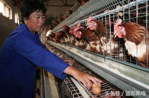 除去蛋鸡养殖成本，农村养鸡到底还能赚多少钱？