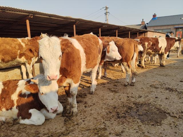 农村养殖繁育母牛从出生到进入可以配种的时间，养牛人要有所掌握