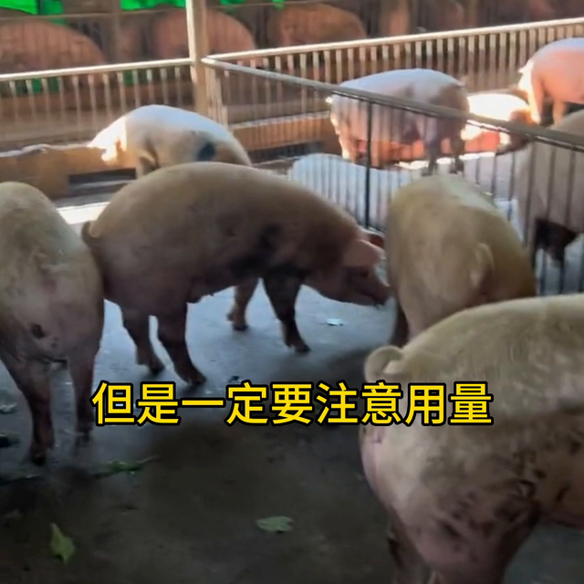 猪到底吃啥长得快？#生猪养殖