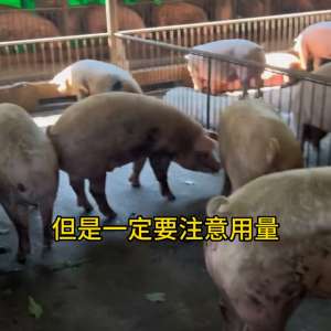 肉猪养殖技术视频(猪到底吃啥长得快？#生猪养殖)