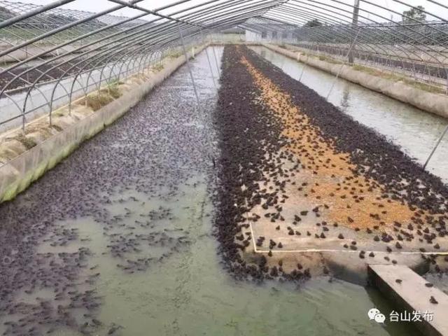 广东仍有1000多万斤泰国虎纹蛙压塘，何时才能迎来...