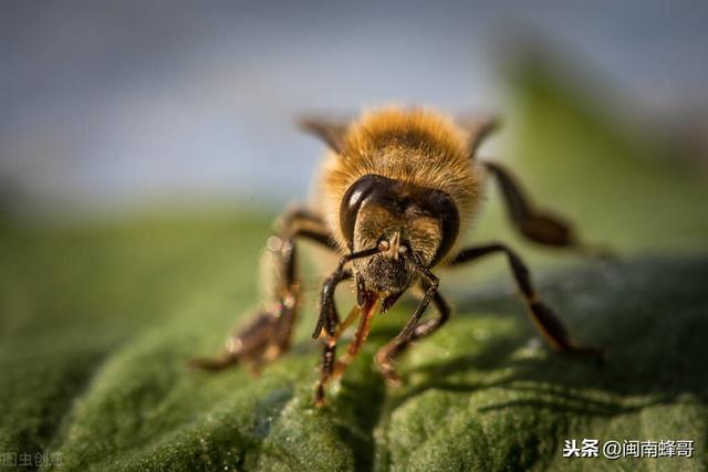 南方蜜蜂养殖技术篇，秋繁1脾变5脾，冬蜜丰收有希望