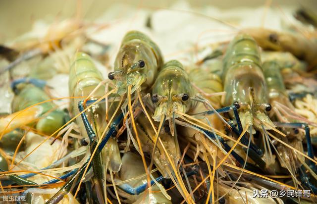 淡水青虾的养殖方法、注意事项及增值方法全备齐，掌握好才最实用