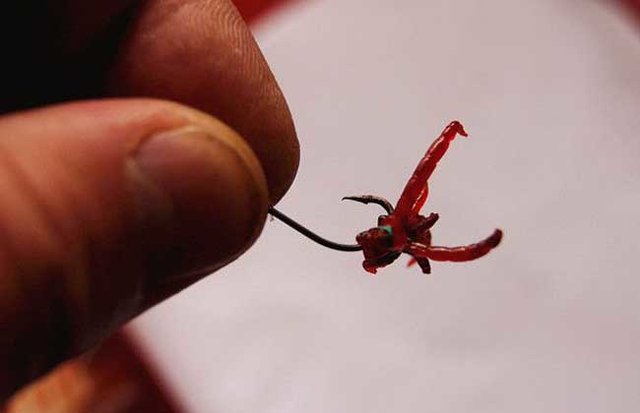 秋冬季保存鲜活红虫的两种方法 喜欢用红虫的钓友快来学习一下
