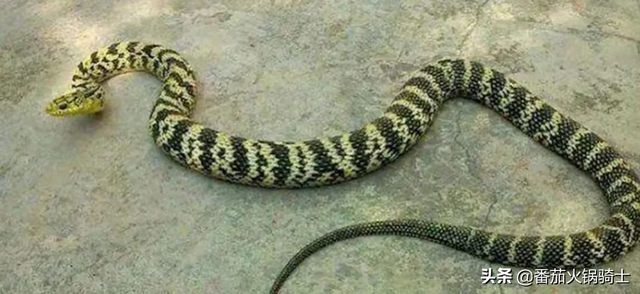 王锦蛇出没，周围毒蛇遭殃，为什么无毒的王锦蛇可以捕食五步蛇？