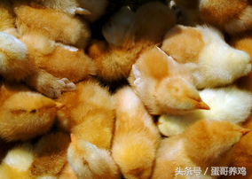 除去蛋鸡养殖成本，农村养鸡到底还能赚多少钱？