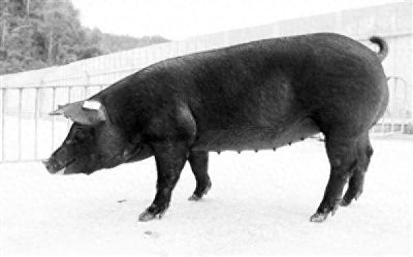 体型大、肉质好、易饲养、产肉量高 我国成功培育本土黑猪新品种