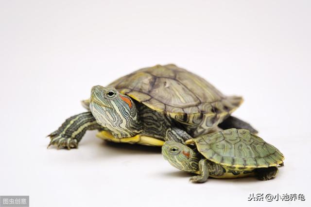 新手养乌龟第四步：乌龟买回来需要注意哪些问题，应该怎么养？